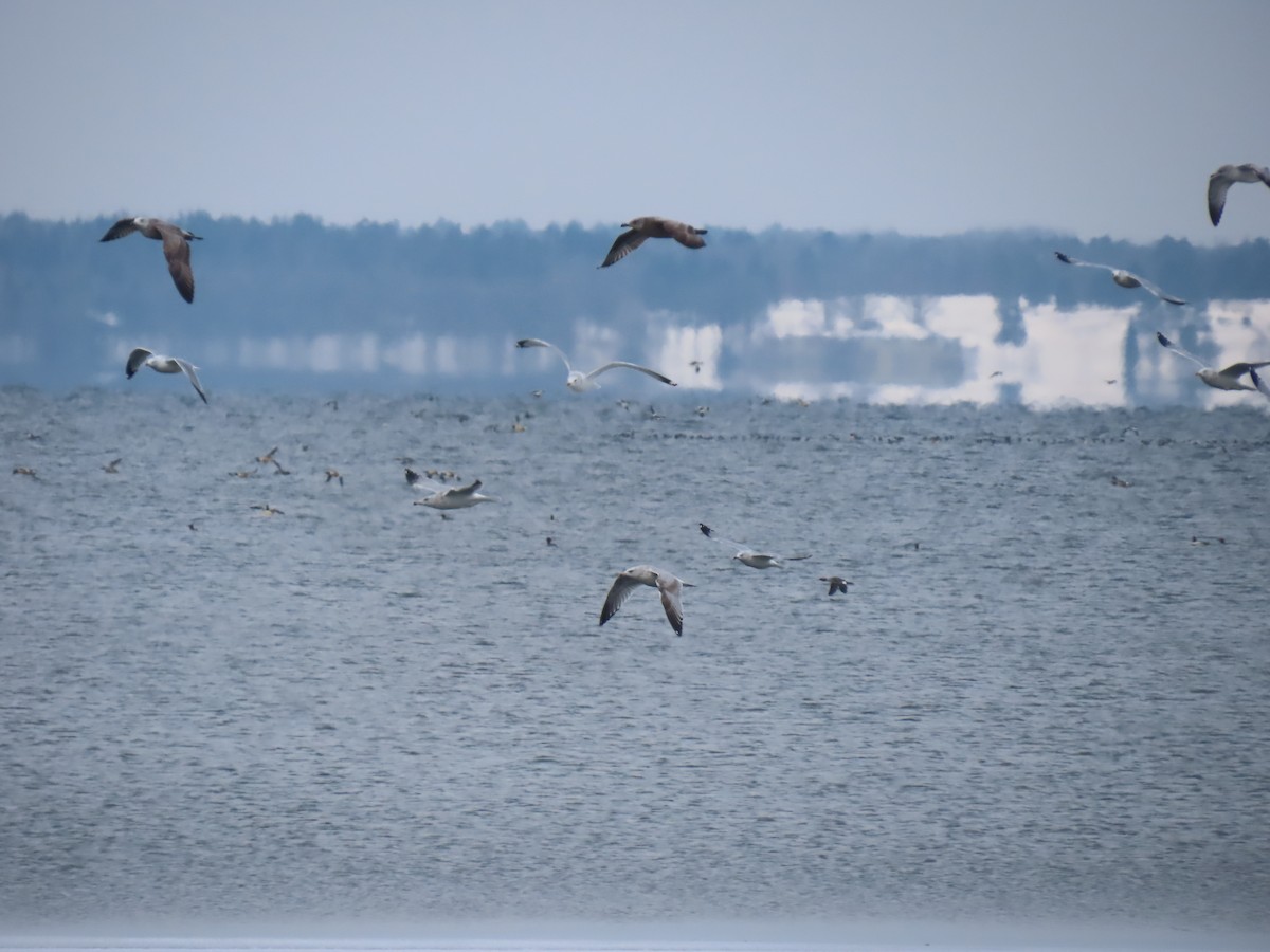 Ring-billed Gull - ML646263712