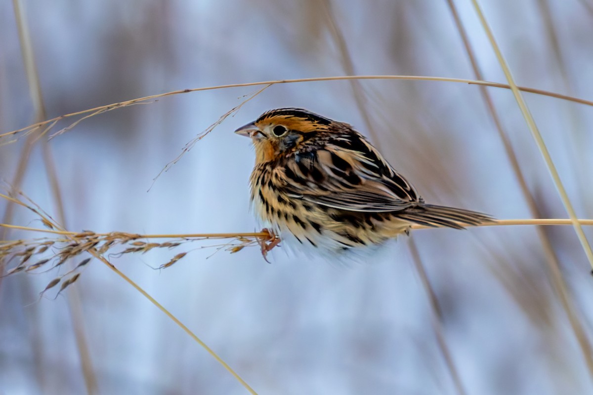 LeConte's Sparrow - ML646263713
