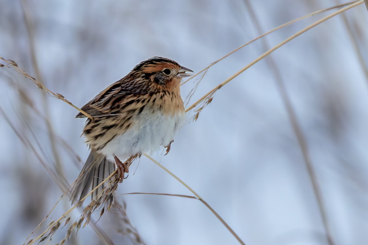 LeConte's Sparrow - ML646263714