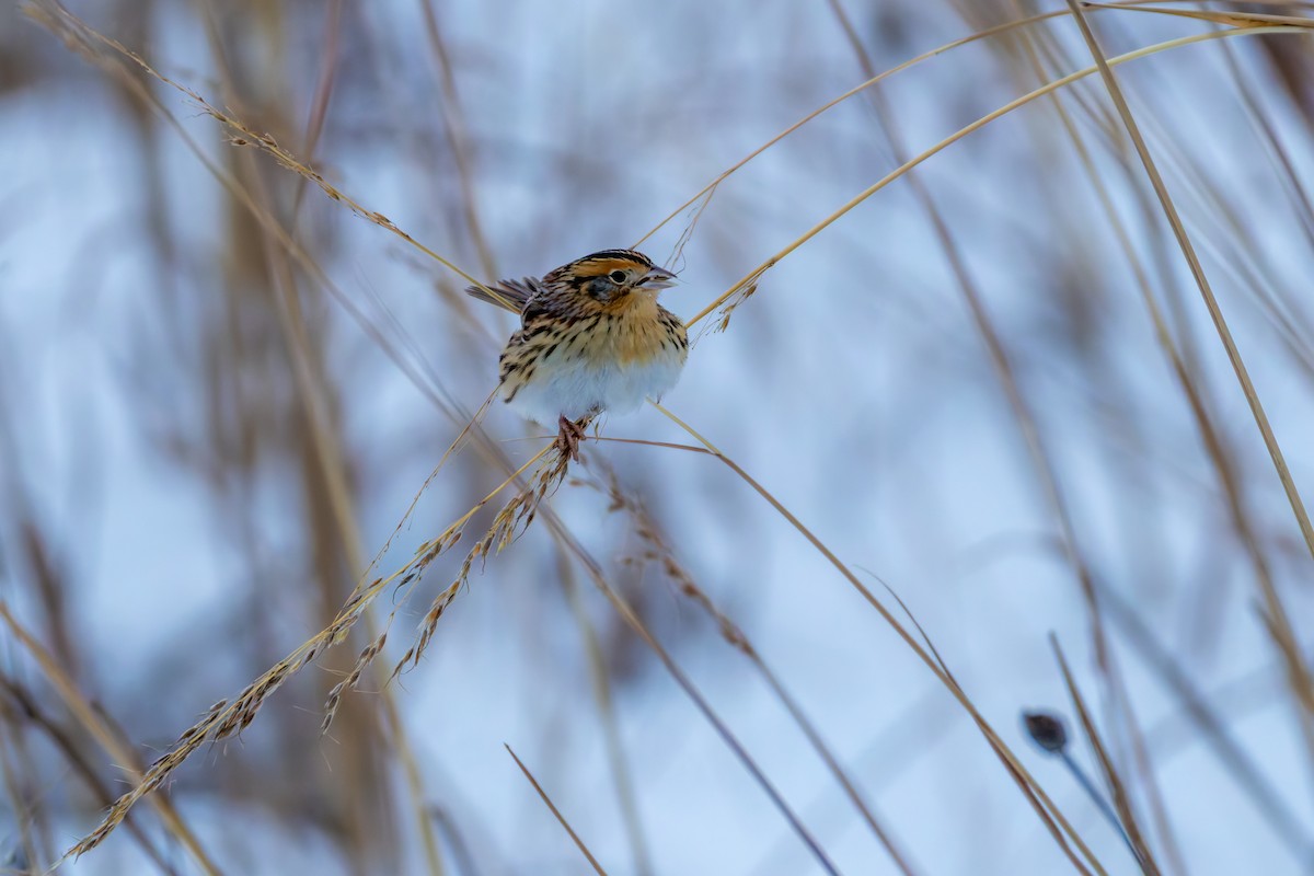 LeConte's Sparrow - ML646263716