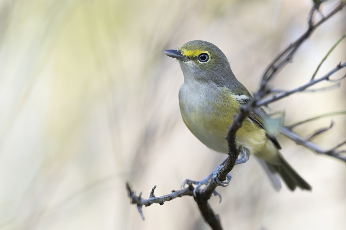 ויראו לבן-עין - ML646263717