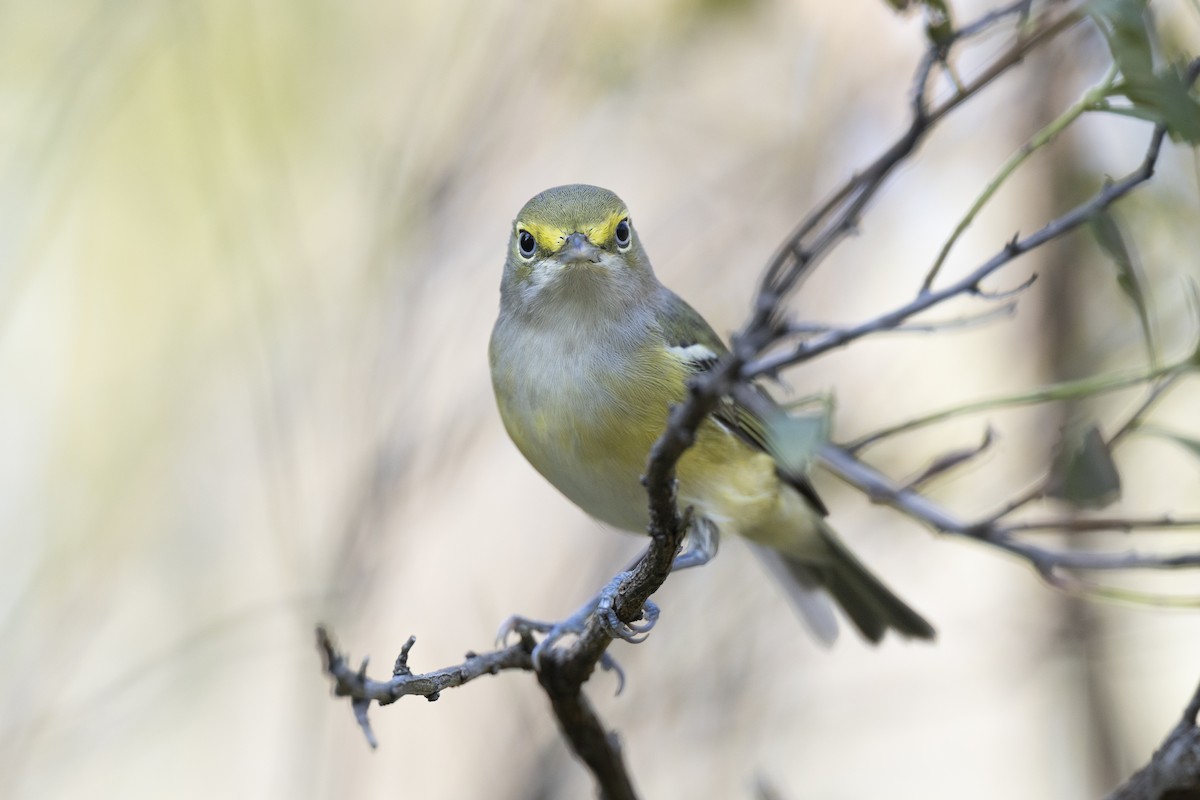 ויראו לבן-עין - ML646263718