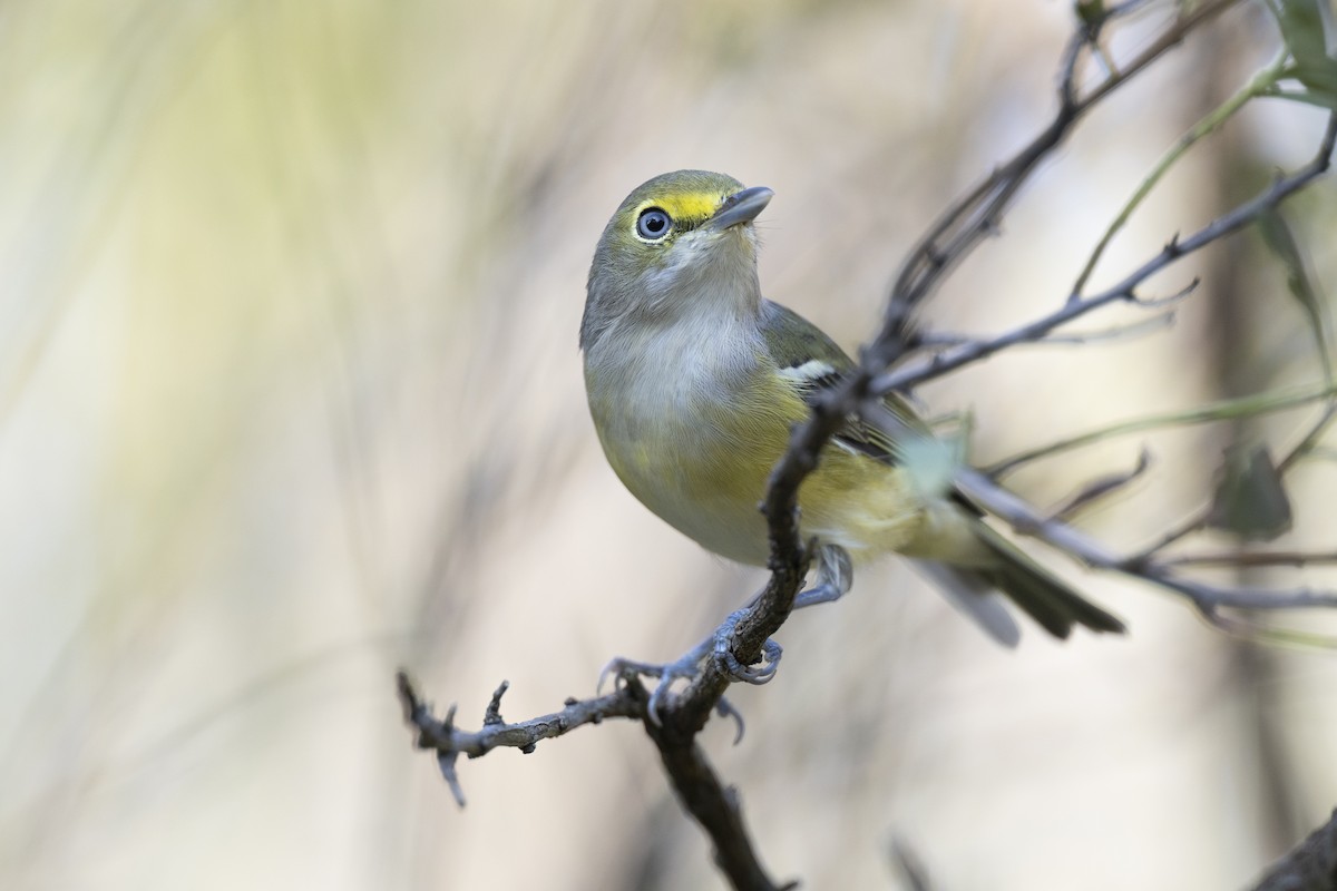 ויראו לבן-עין - ML646263719