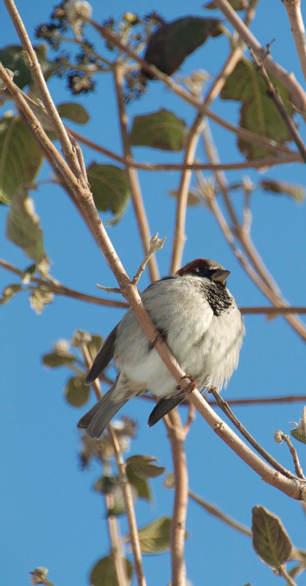 House Sparrow - ML646263723