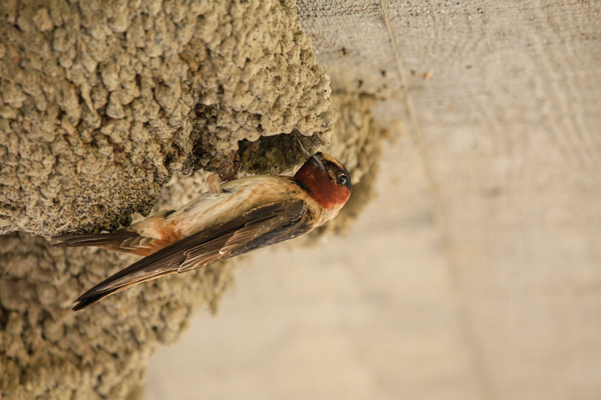 Cliff Swallow - ML646263724
