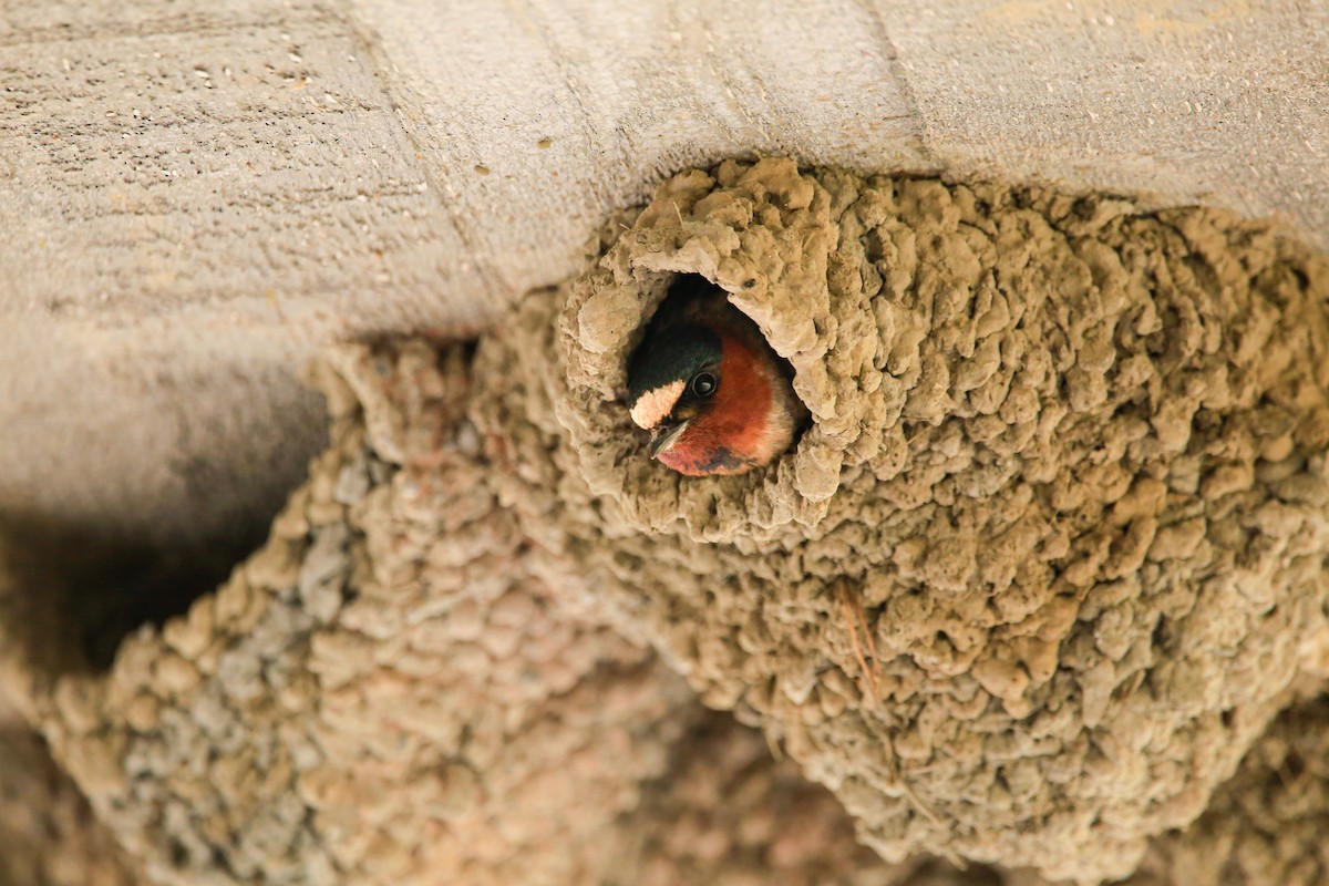 Cliff Swallow - ML646263725