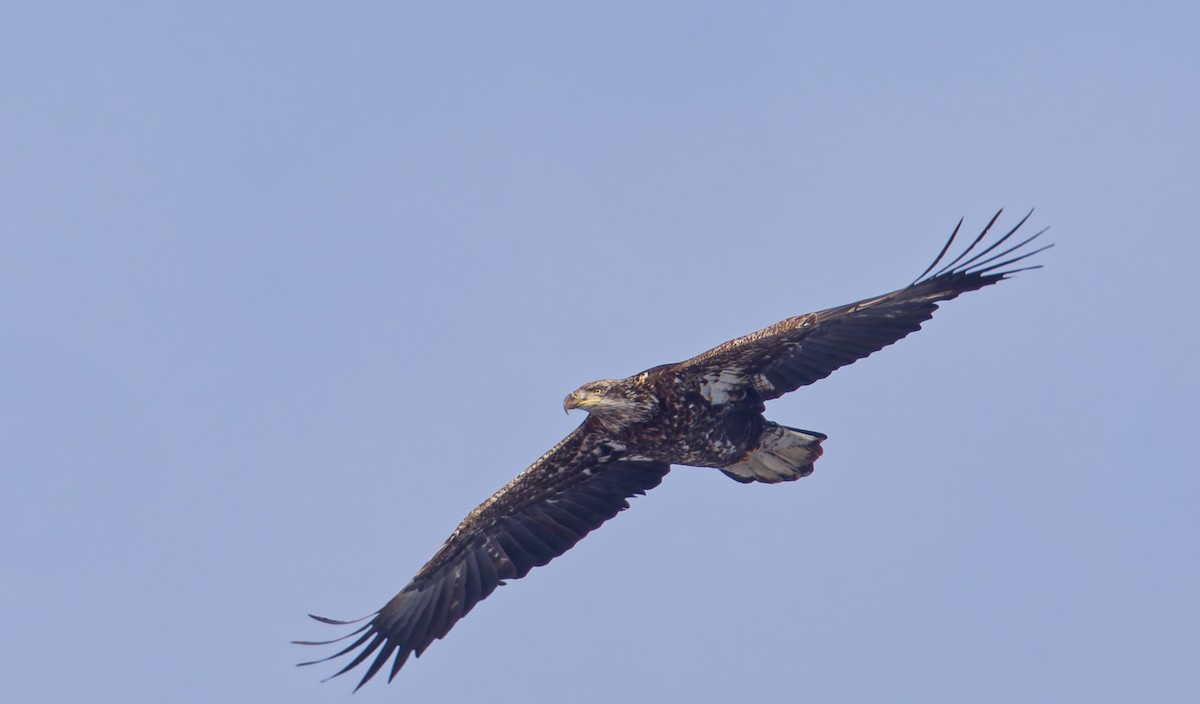 orel bělohlavý - ML646263730