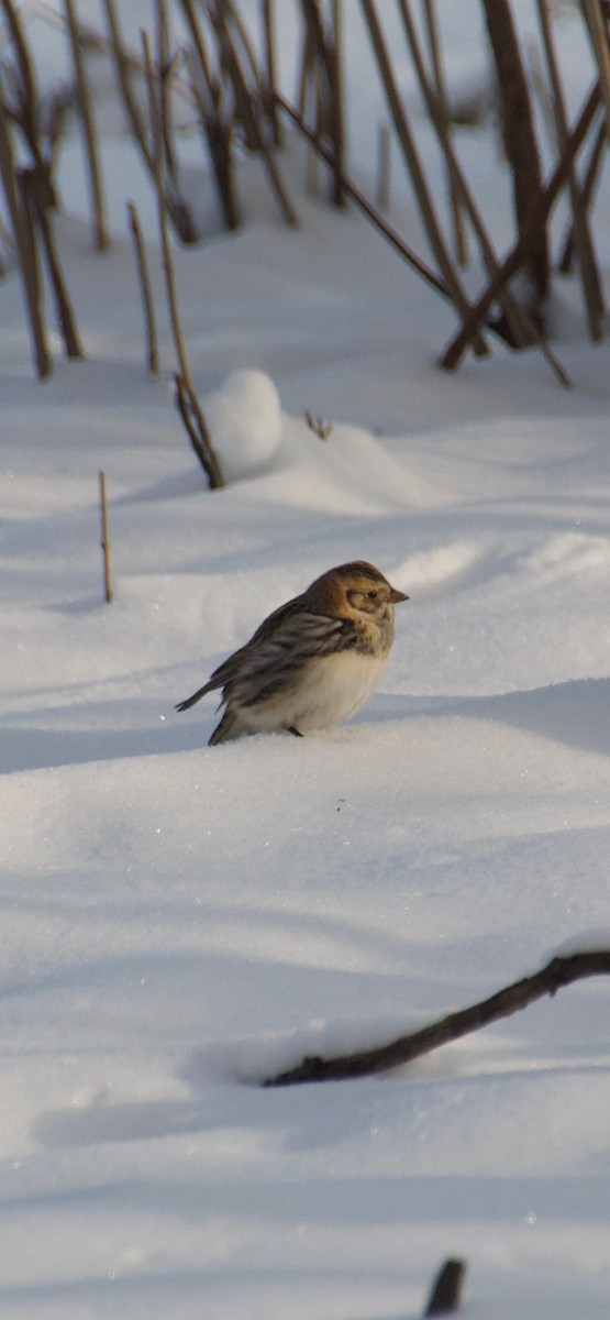 Plectrophane lapon - ML646263733