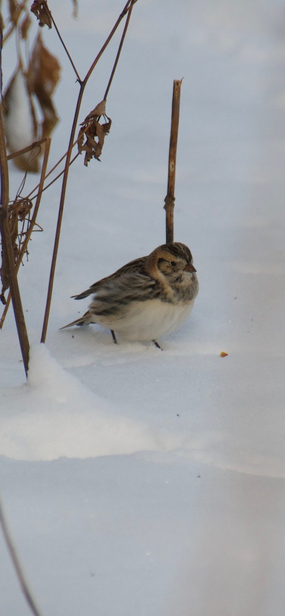 Plectrophane lapon - ML646263734