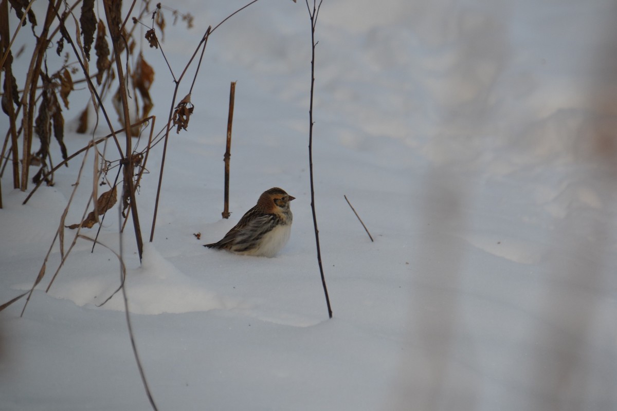 Plectrophane lapon - ML646263735