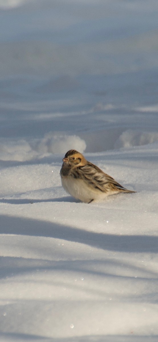 Plectrophane lapon - ML646263736