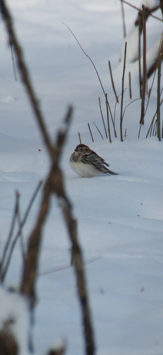 Plectrophane lapon - ML646263737