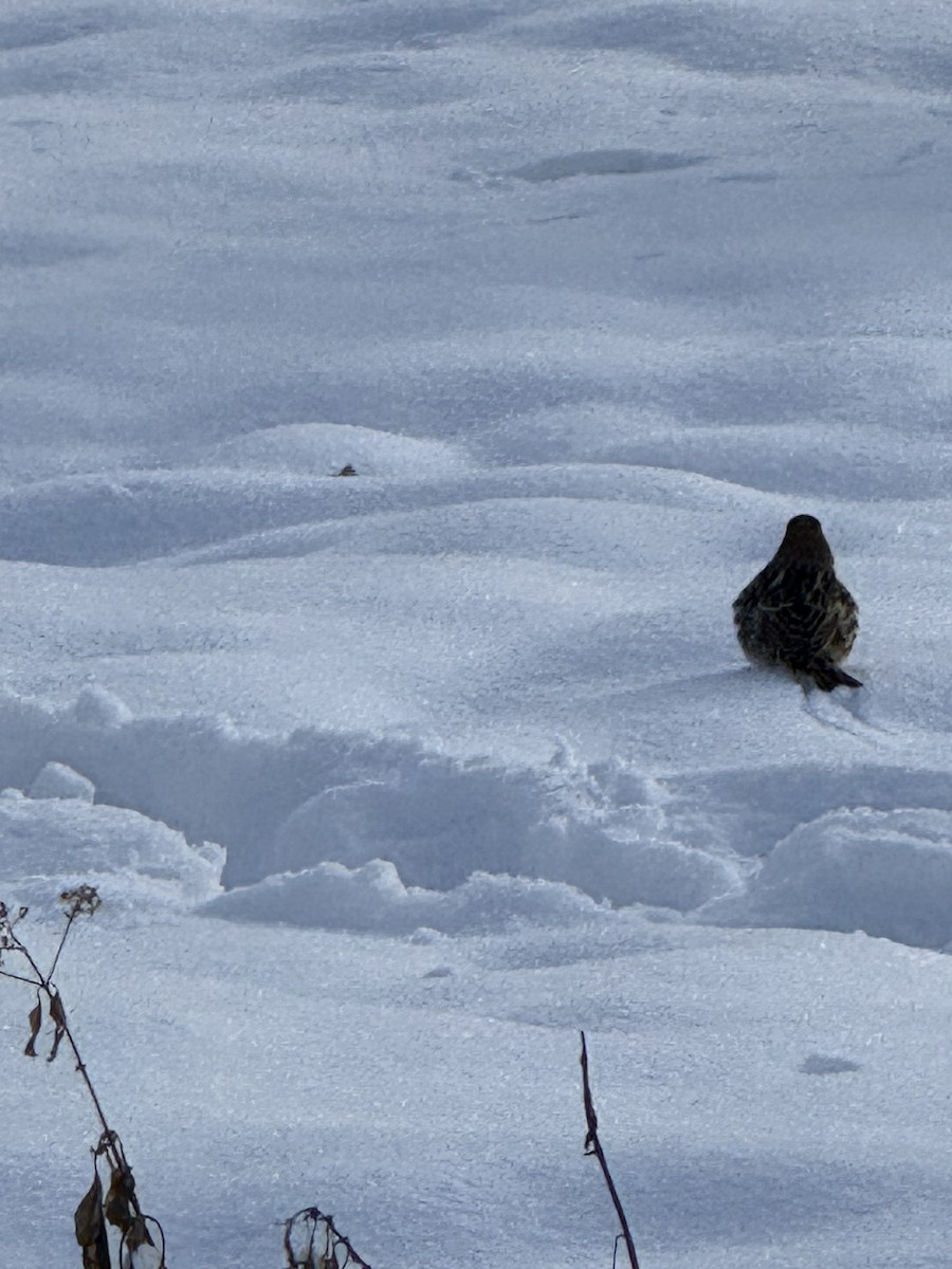 Plectrophane lapon - ML646263738