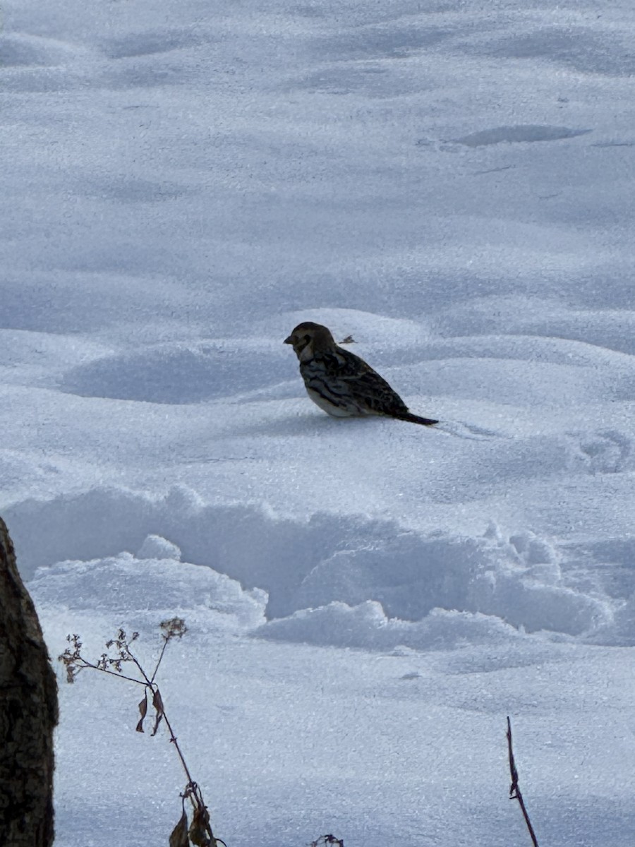 Plectrophane lapon - ML646263739