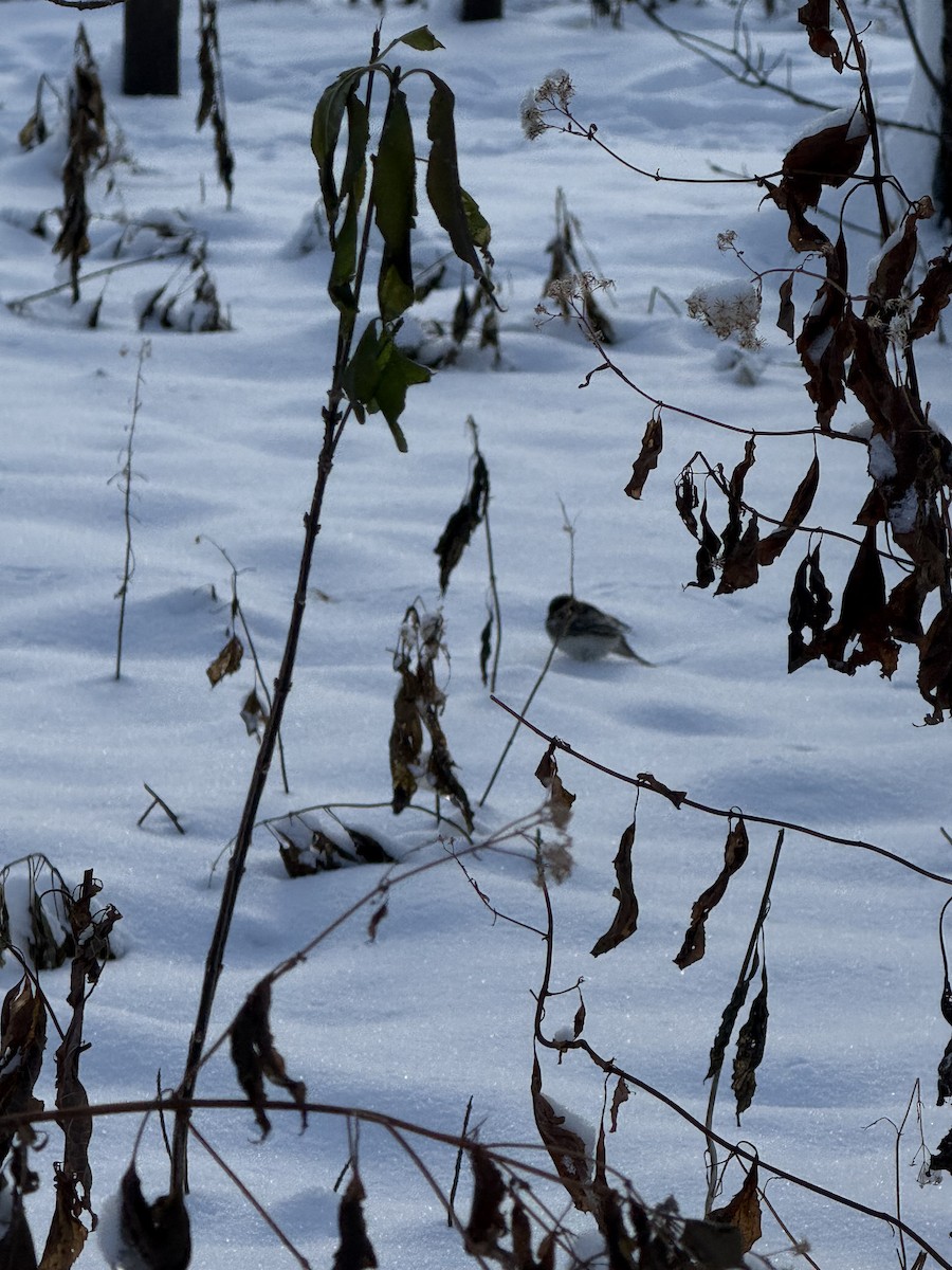 Plectrophane lapon - ML646263740