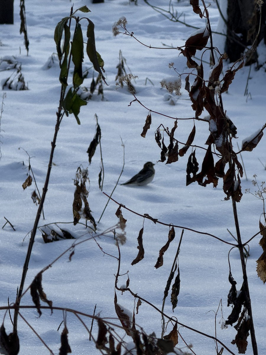 Plectrophane lapon - ML646263741