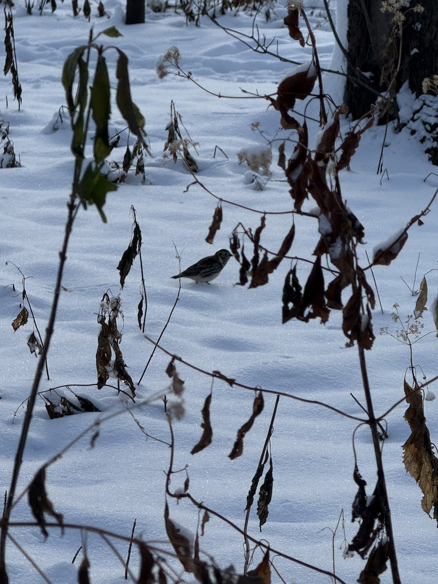 Escribano Lapón - ML646263743