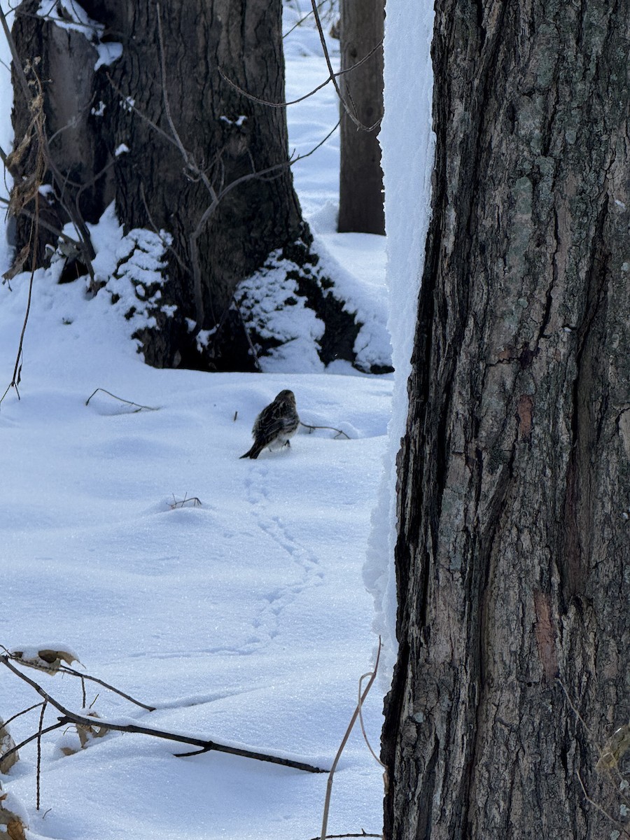 Escribano Lapón - ML646263744
