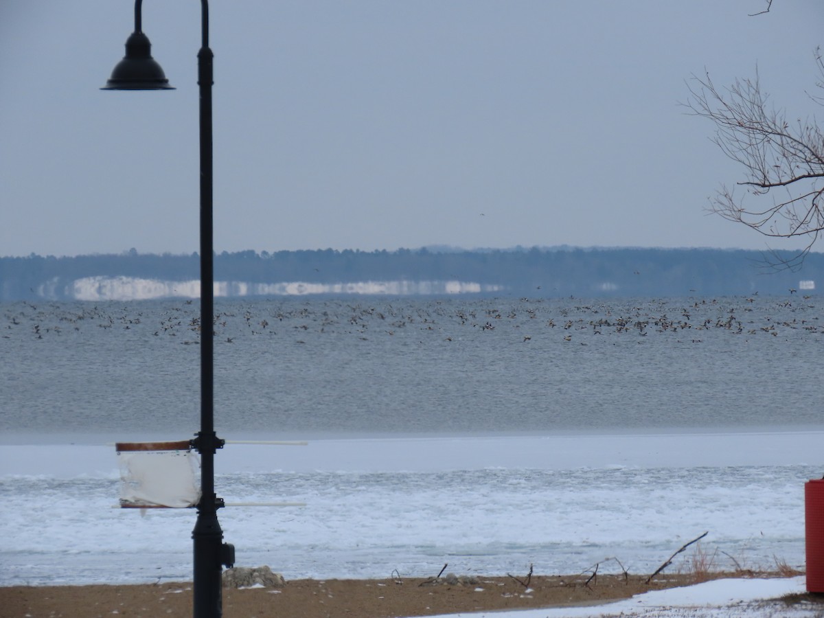 Common Merganser - ML646263745