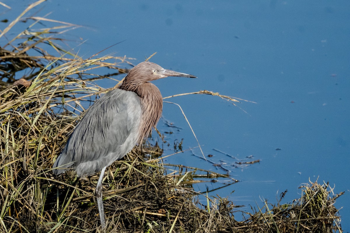 Reddish Egret - ML646263746
