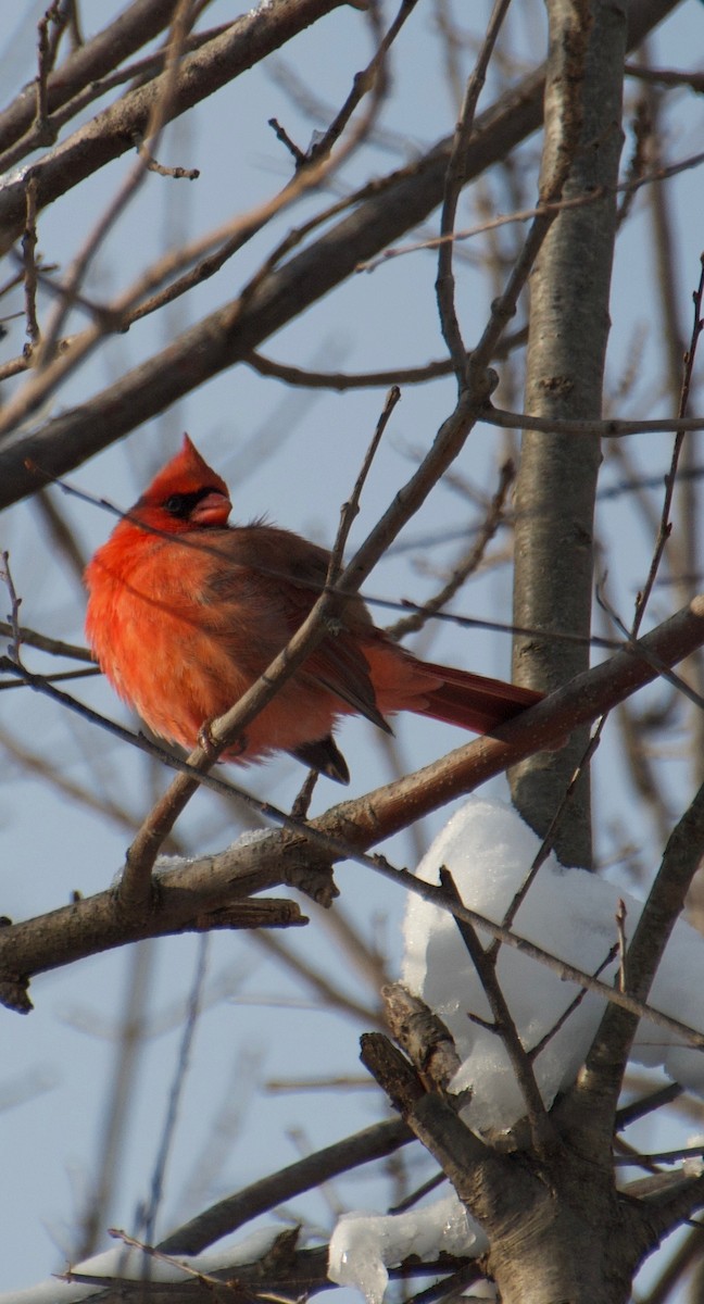 Cardenal Norteño - ML646263748