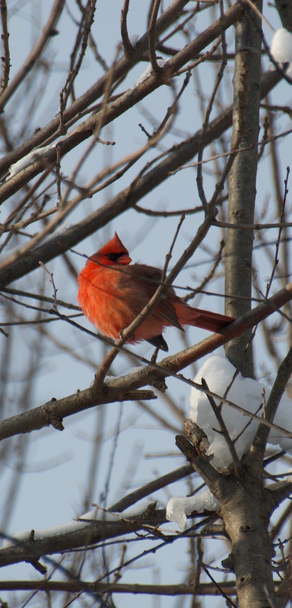Cardinal rouge - ML646263749
