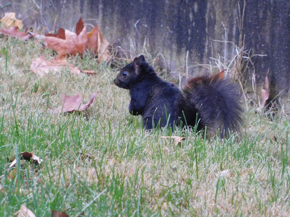 Eastern Gray Squirrel - ML646263750