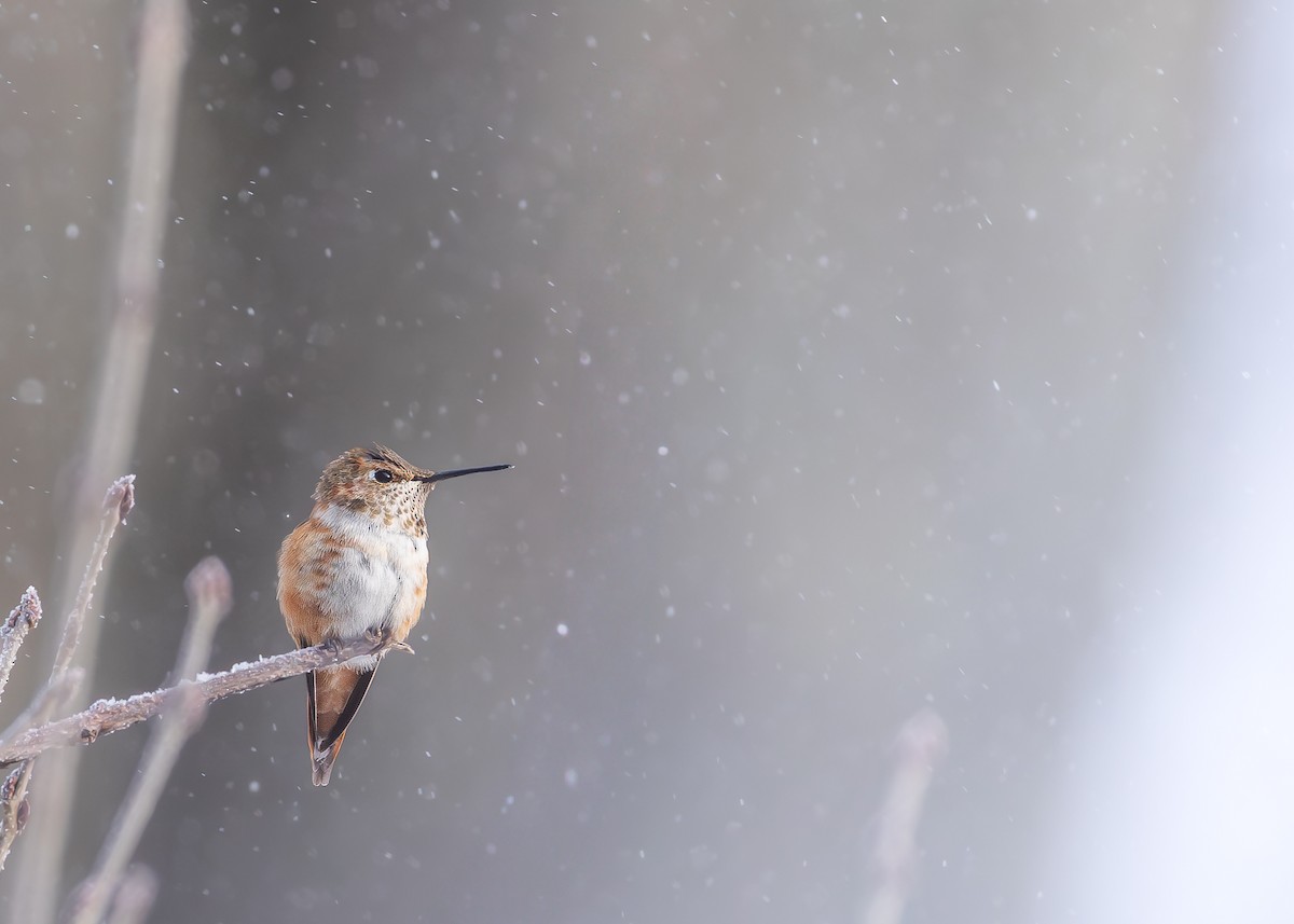 Rufous Hummingbird - ML646263754