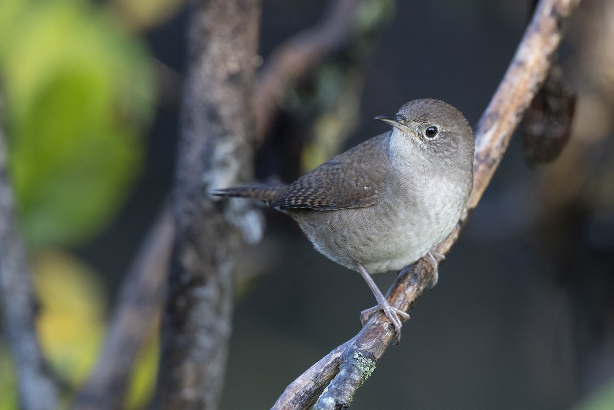 Northern House Wren (Northern) - ML646263756