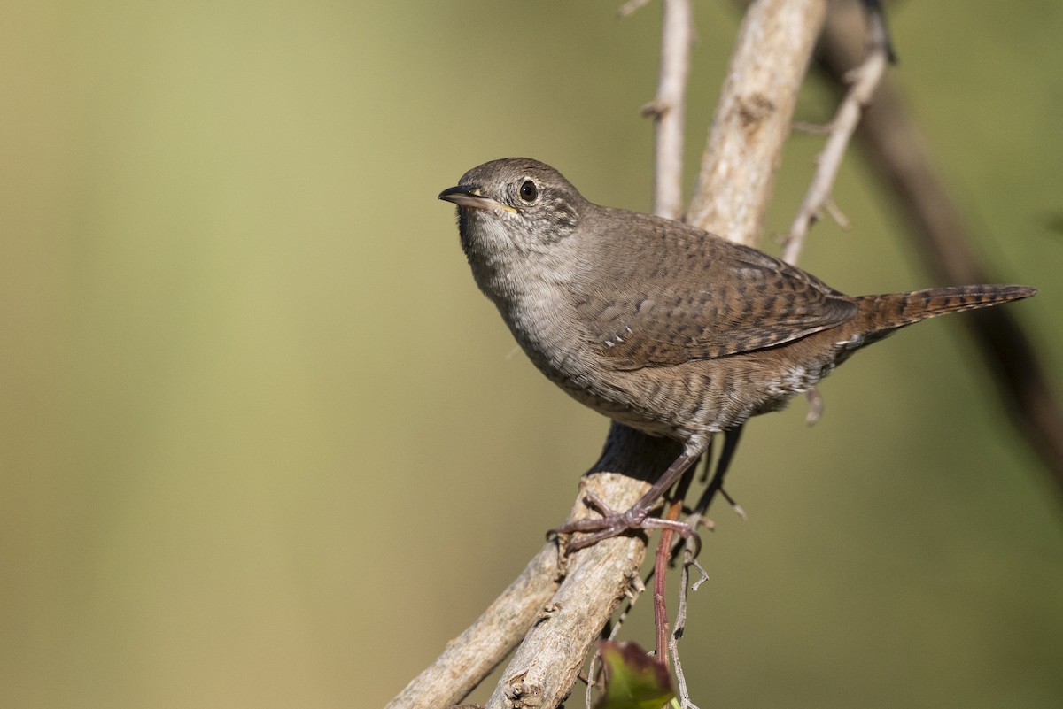 Northern House Wren (Northern) - ML646263759