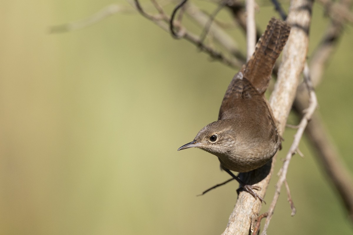 Northern House Wren (Northern) - ML646263760