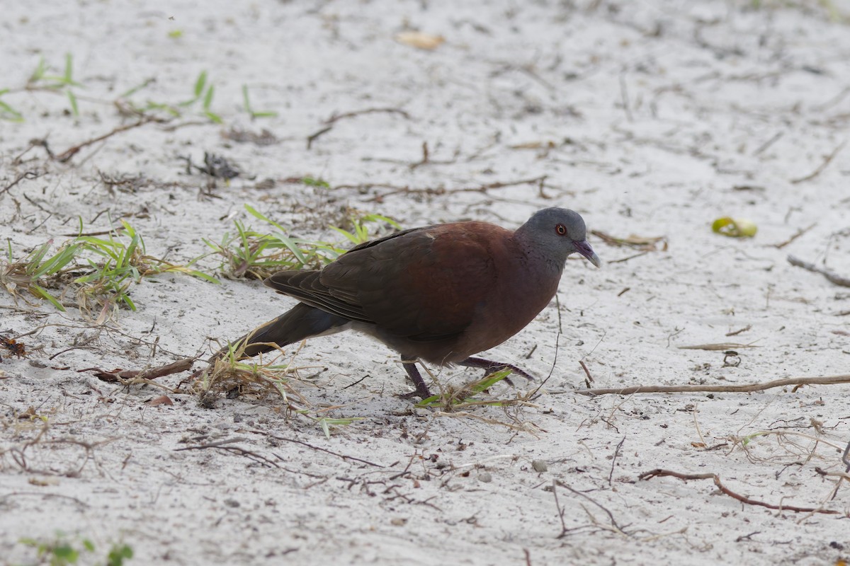 Malagasy Turtle-Dove - ML646263766