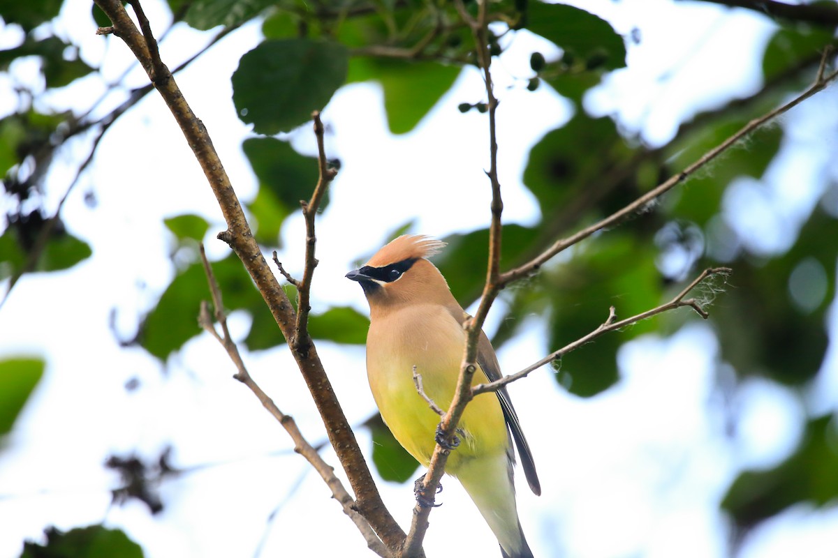 Cedar Waxwing - ML646263769