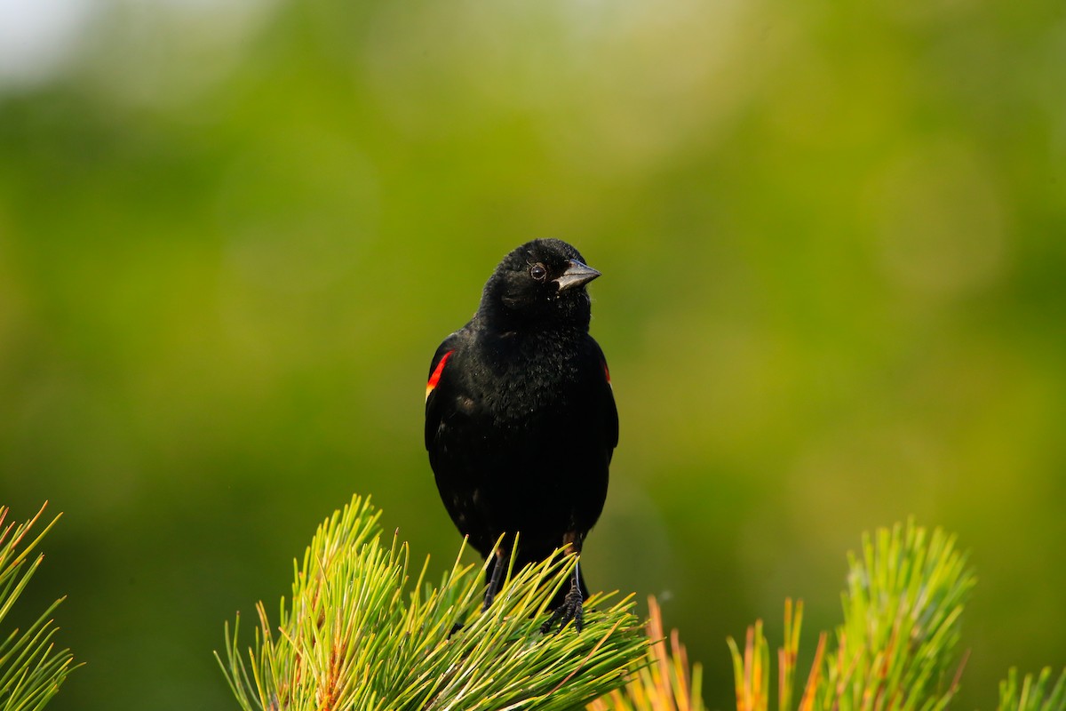 Red-winged Blackbird - ML646263774