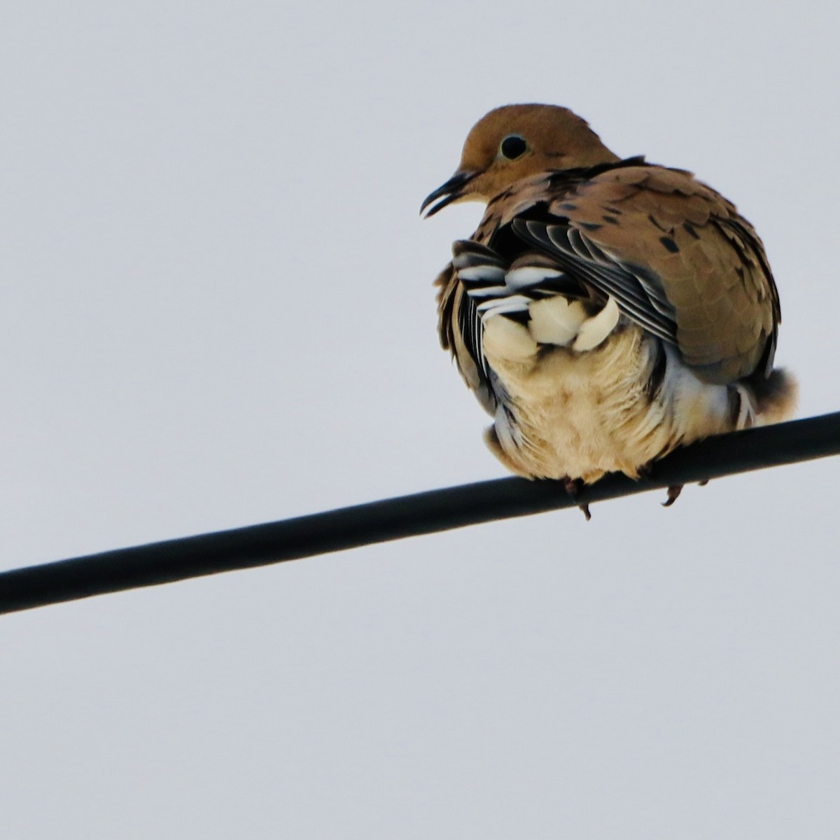 Mourning Dove - ML646263775