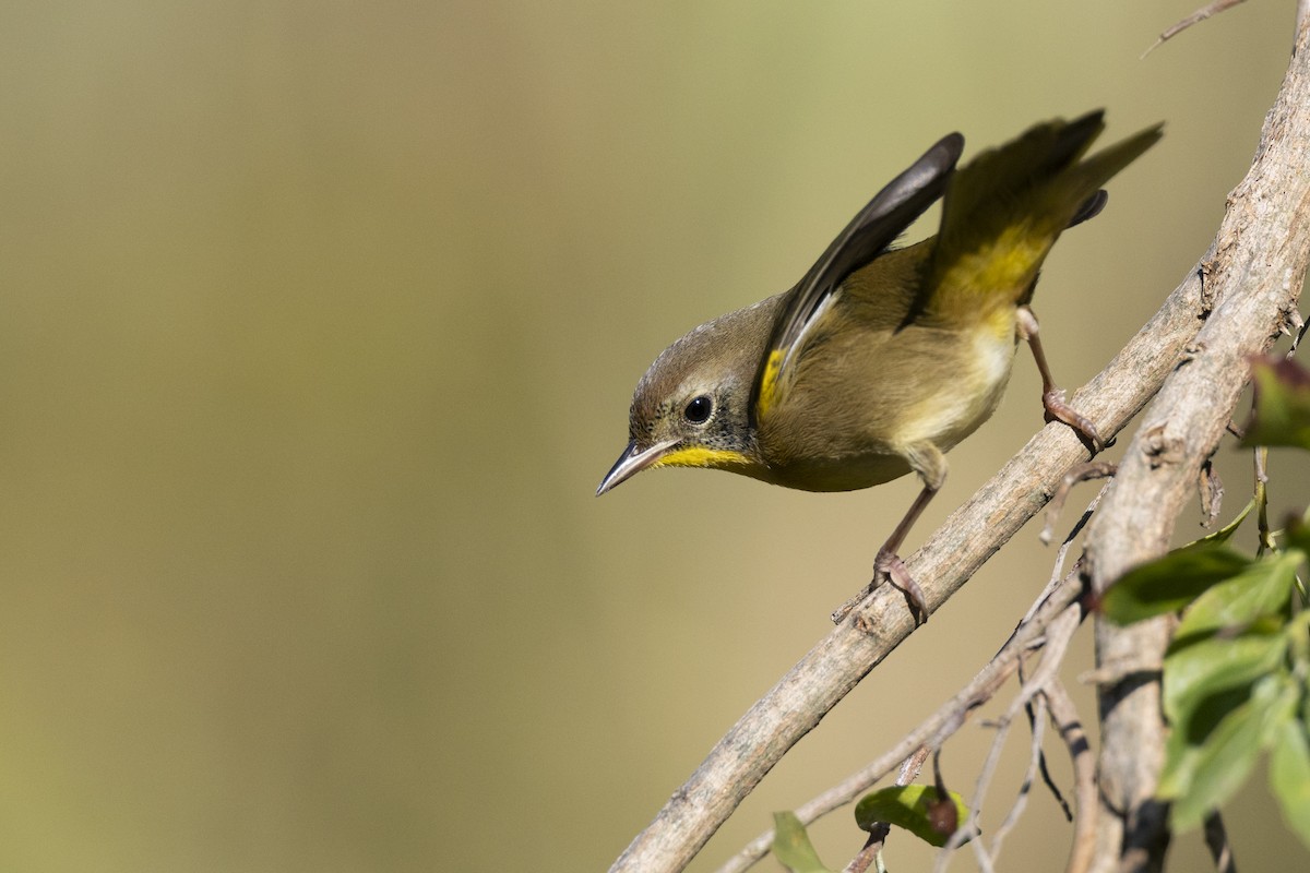 Common Yellowthroat - ML646263777