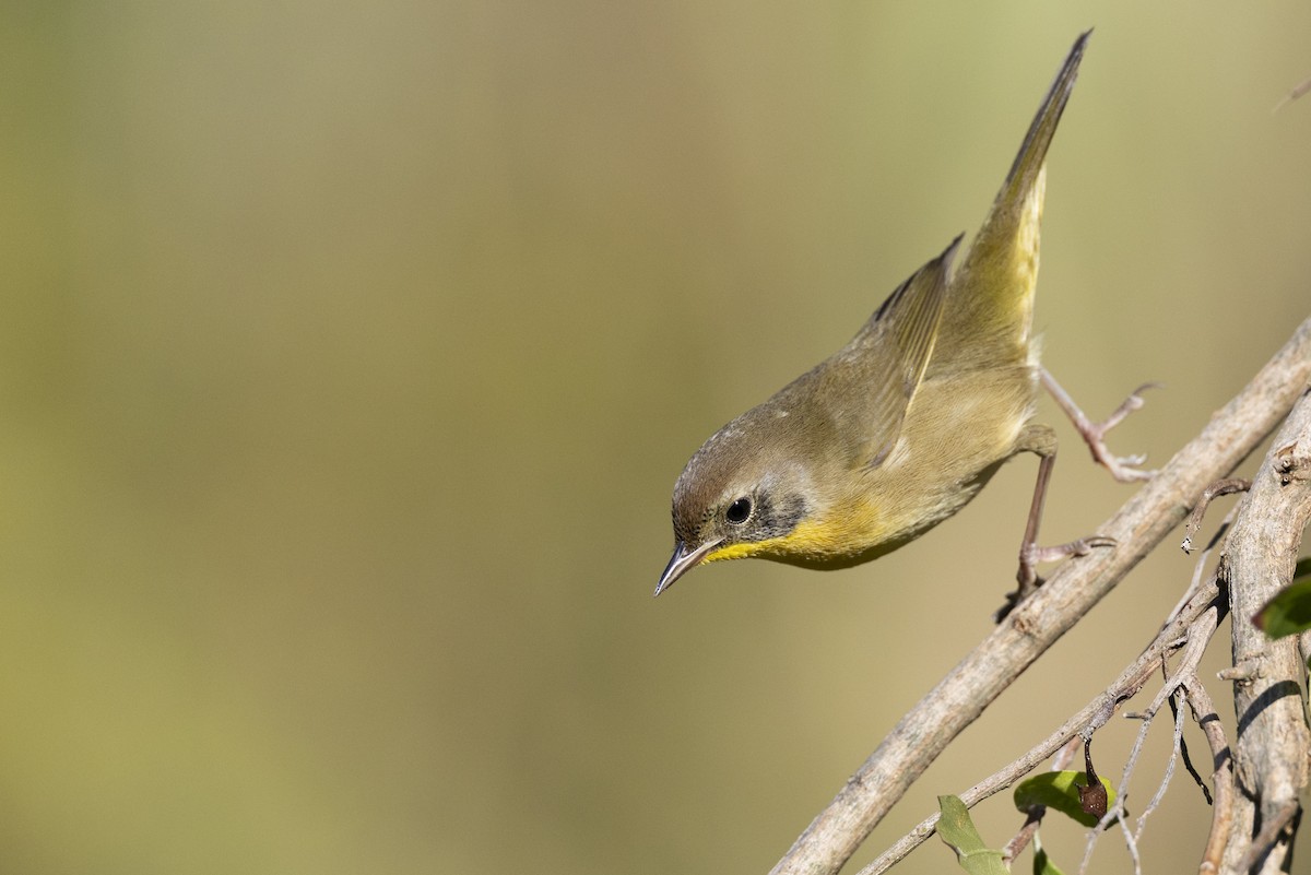 Common Yellowthroat - ML646263778