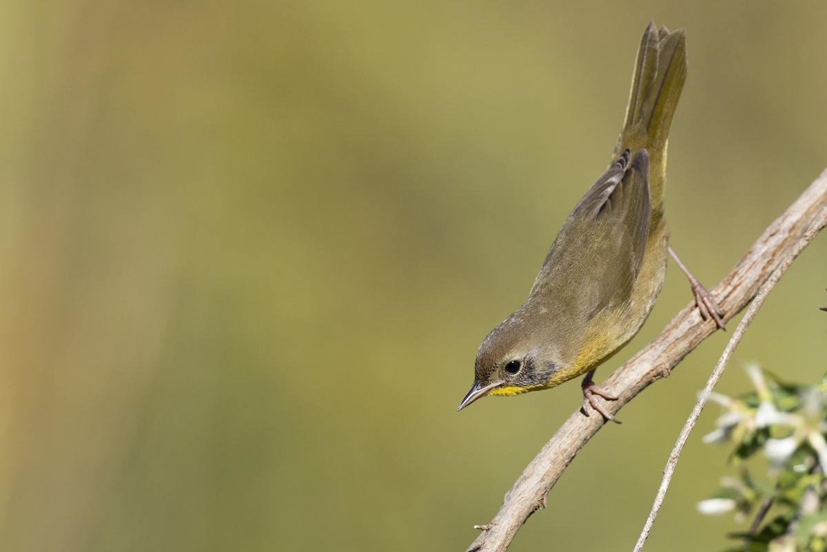 Common Yellowthroat - ML646263779