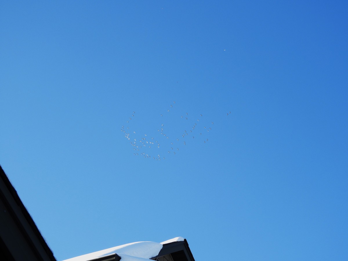 Sandhill Crane - ML646263780