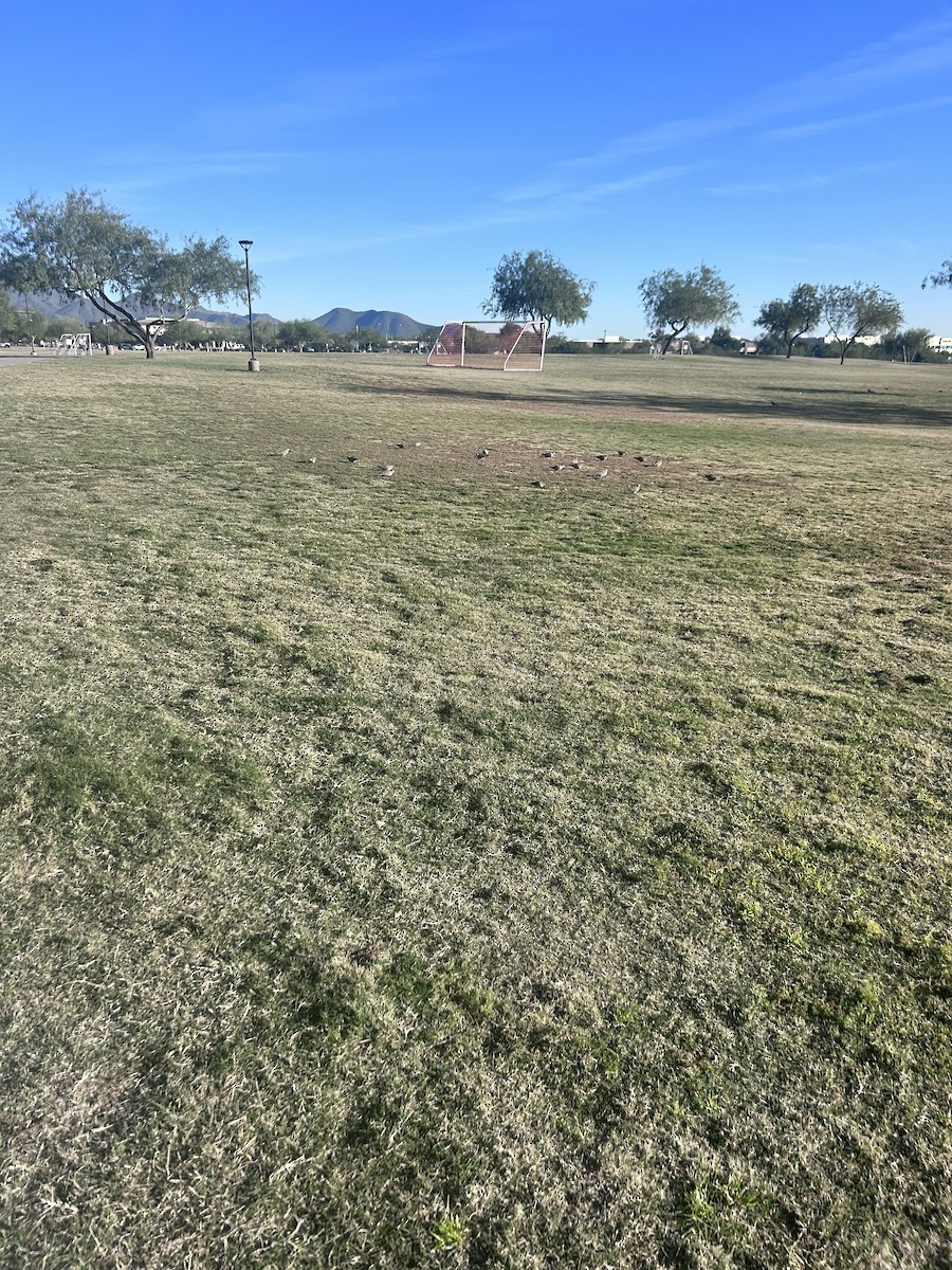 Mourning Dove - ML646263782