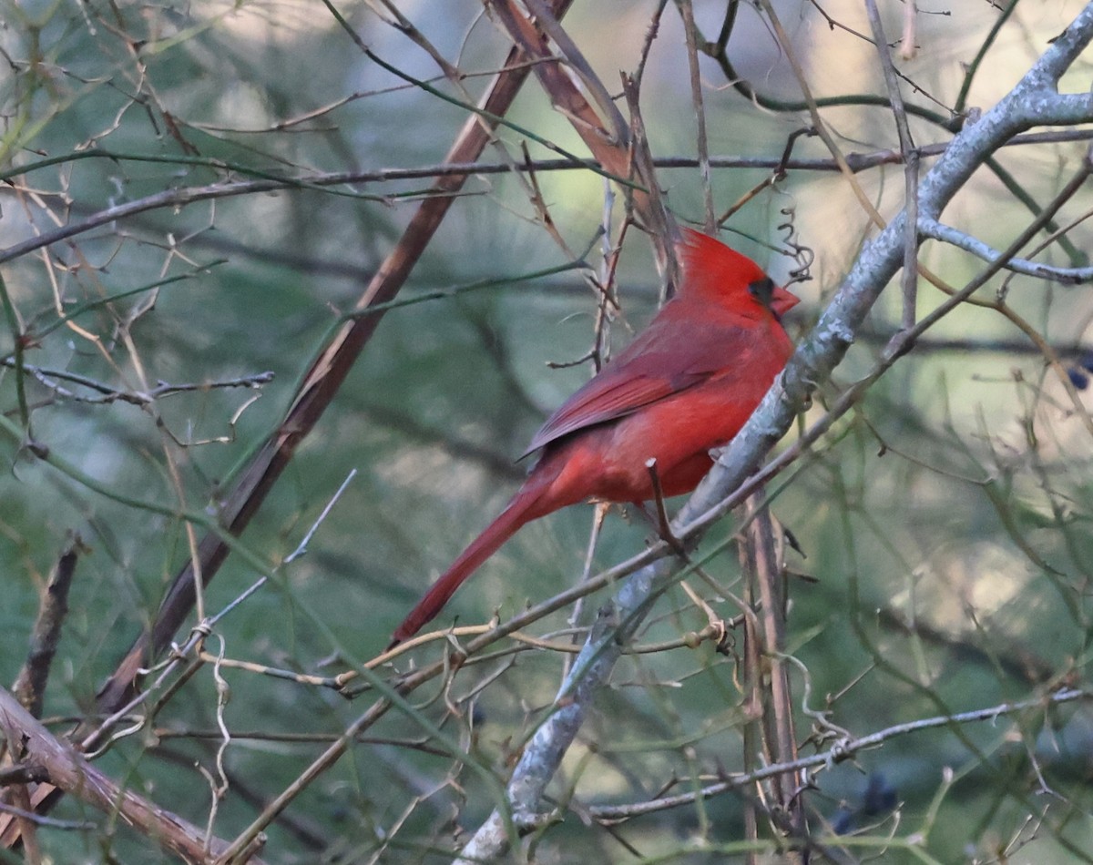 Cardenal Norteño - ML646263783