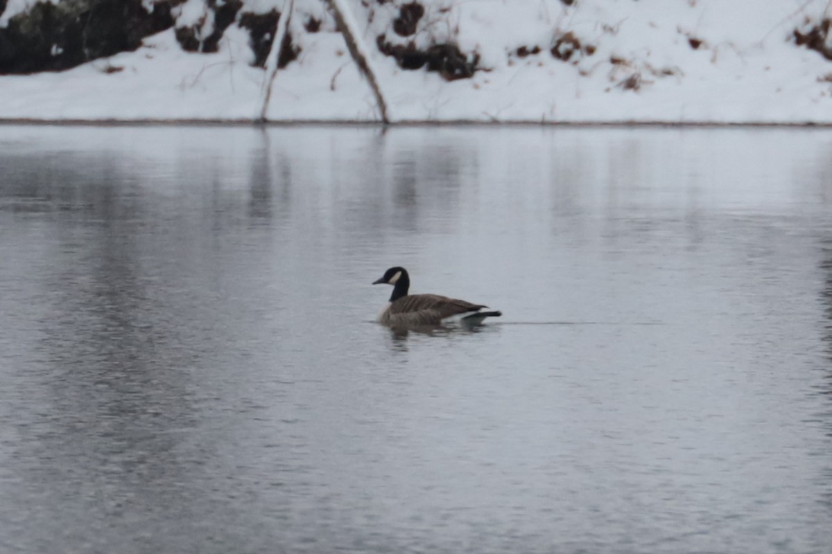 Barnacla Canadiense Grande - ML646263785