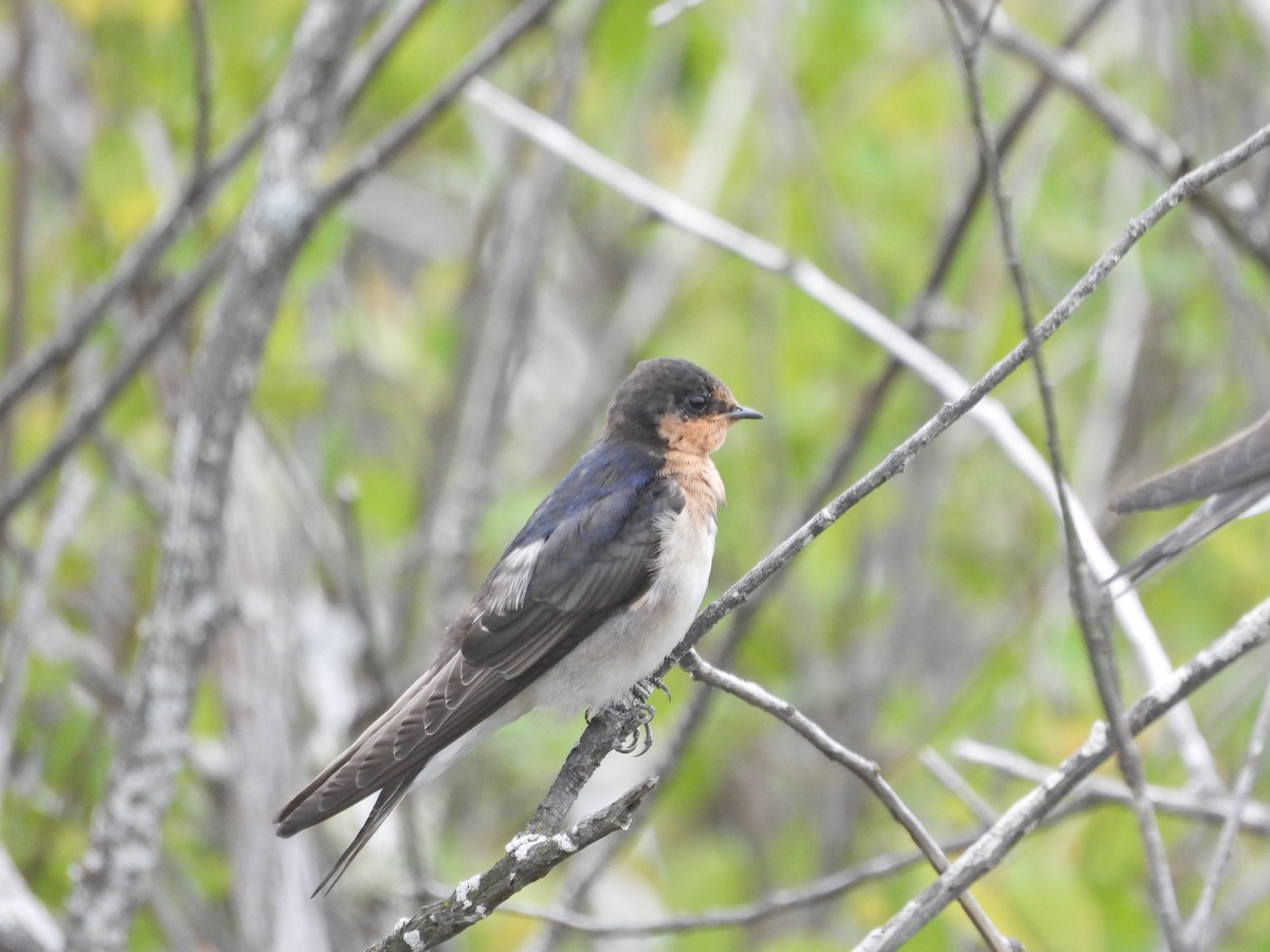 Golondrina Australiana - ML646263786