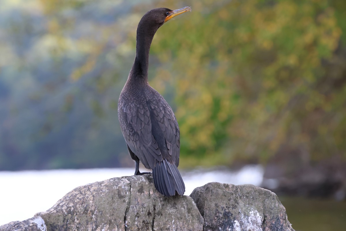 Cormorán Orejudo - ML646263789