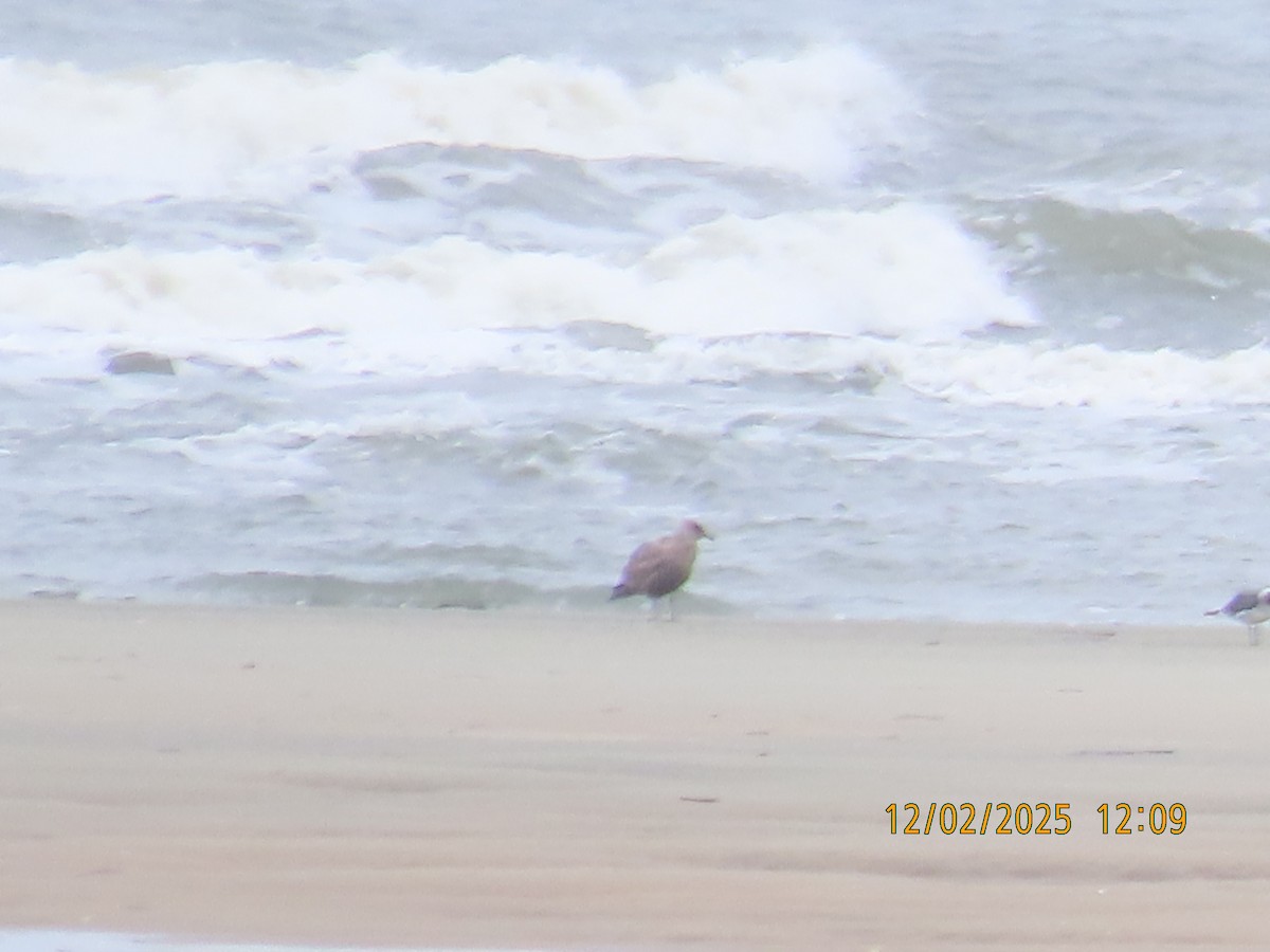 Gaviota Argéntea Americana - ML646263791