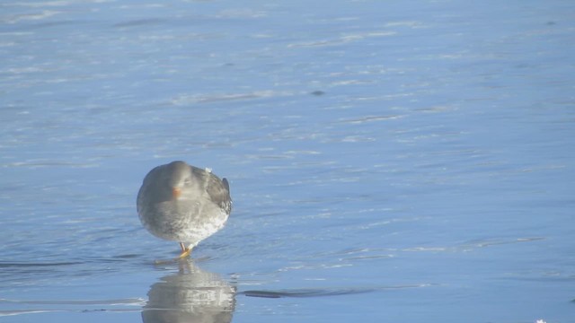 Correlimos Oscuro - ML646263792