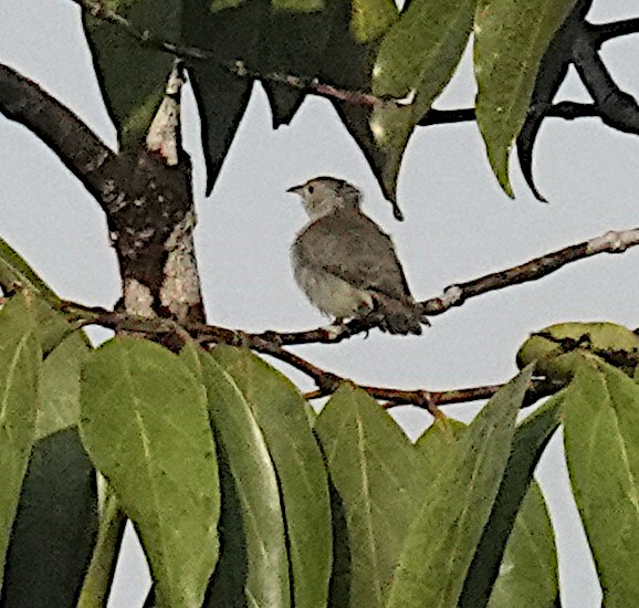 Picaflores Piquirrojo - ML646263793