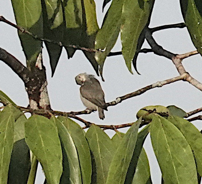 Picaflores Piquirrojo - ML646263794