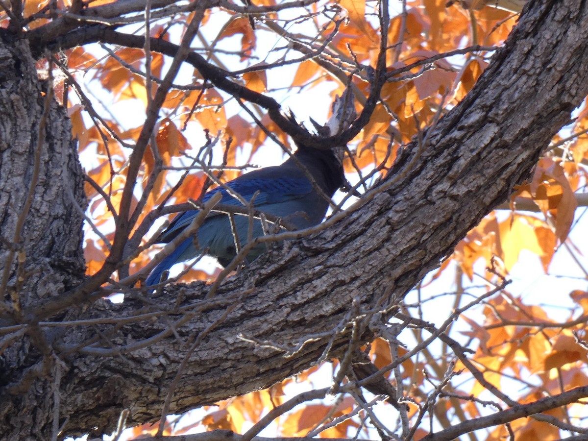 Steller's Jay - ML646263795