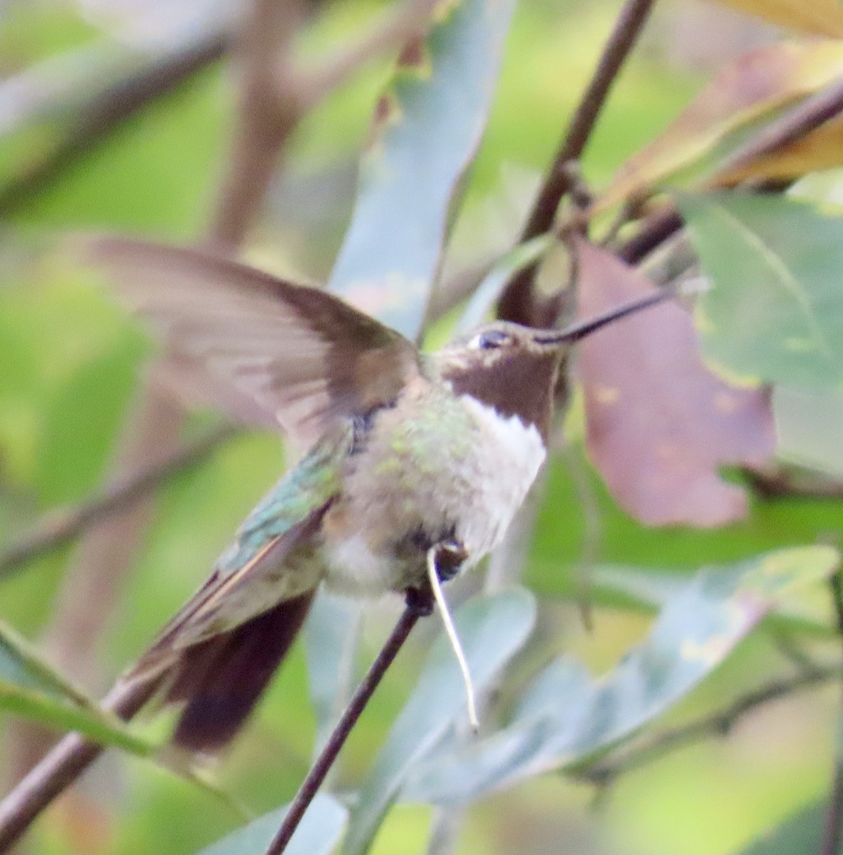 フトオハチドリ - ML646263796